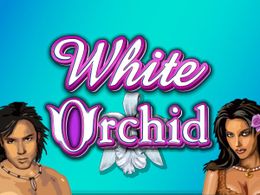 White Orchid Logo
